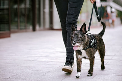 Professional Dog Supplies Can Be Customized Towing Rope For Medium And Large Dogs kits