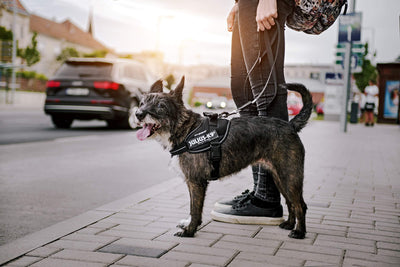 Professional Dog Supplies Can Be Customized Towing Rope For Medium And Large Dogs kits