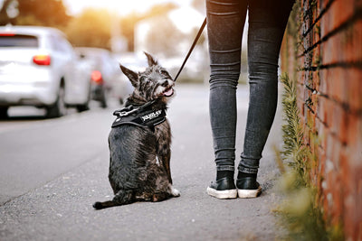Professional Dog Supplies Can Be Customized Towing Rope For Medium And Large Dogs kits