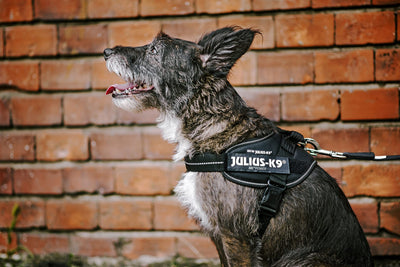 Professional Dog Supplies Can Be Customized Towing Rope For Medium And Large Dogs kits